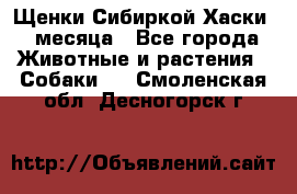 Щенки Сибиркой Хаски 2 месяца - Все города Животные и растения » Собаки   . Смоленская обл.,Десногорск г.